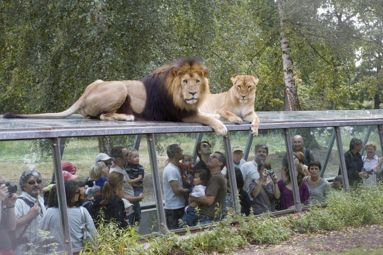 Lions couchés sur le tunnel de verre au Wow Safari Thoiry, dans les Yvelines