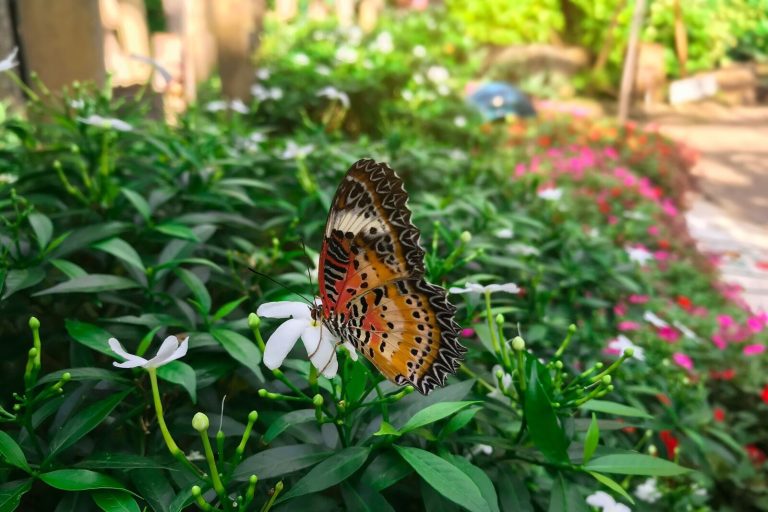 Papillon exotique posé sur une fleur, comme à la Serre aux papillons de La Queue-lez-Yvelines